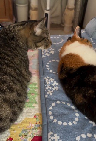 寝ている猫に近づく猫