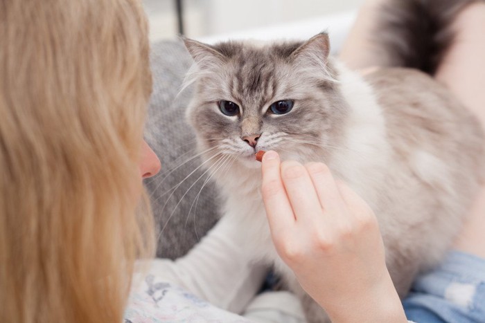 猫に餌をあげる女性