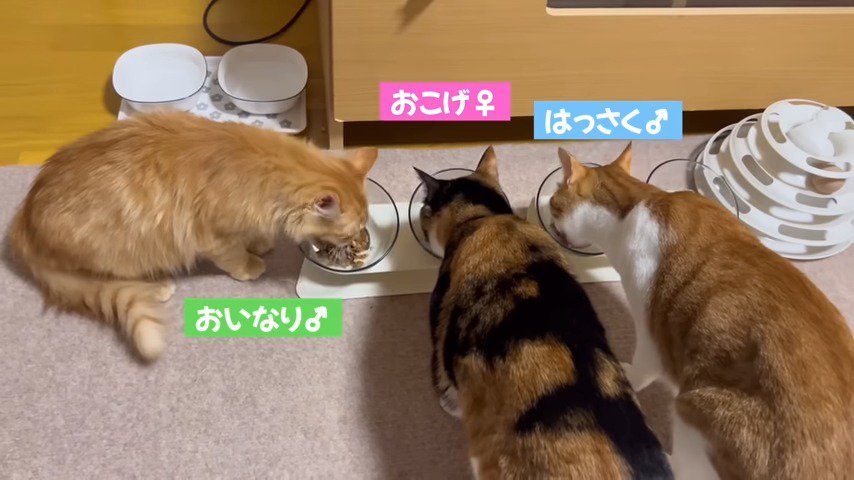 食事中の三匹の猫