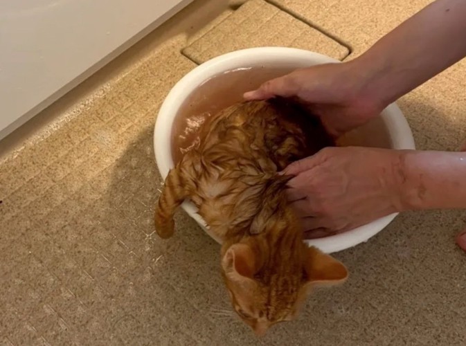 子猫から汚れが