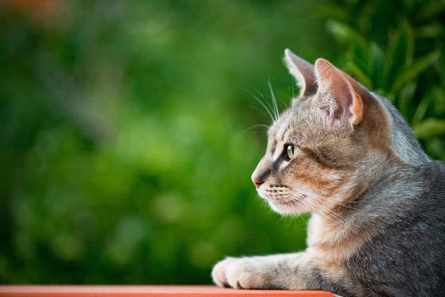 横顔を見せている猫