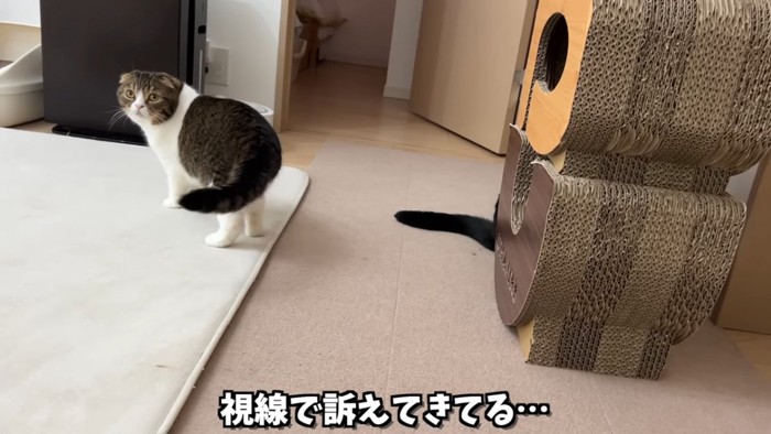 振り向く猫