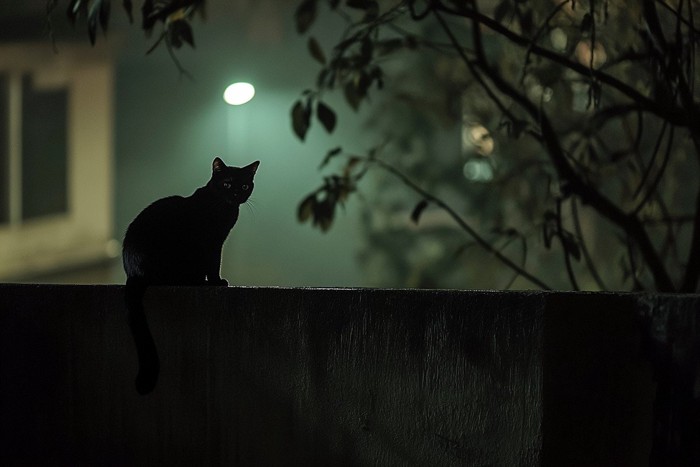 壁の上の黒猫