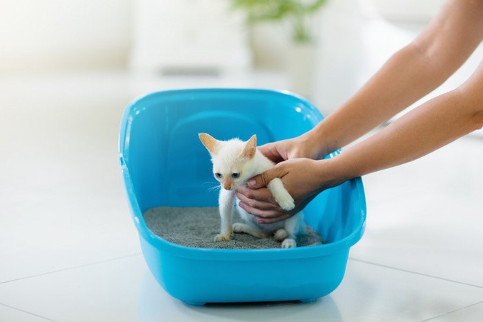 トイレに誘導される子猫