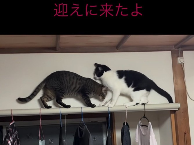 迎えに来た猫