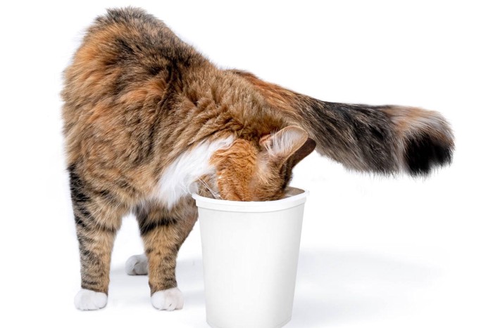 コップのヨーグルトを舐める猫