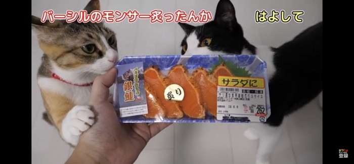 サーモンに群がる猫