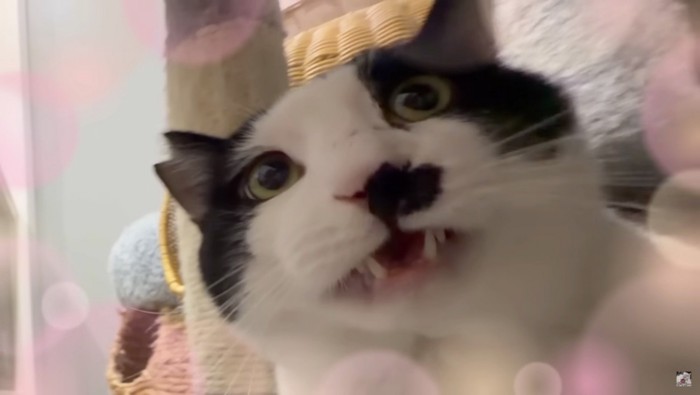 フレーメンするケンシロウ