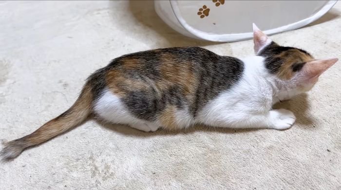 固まるリミちゃん