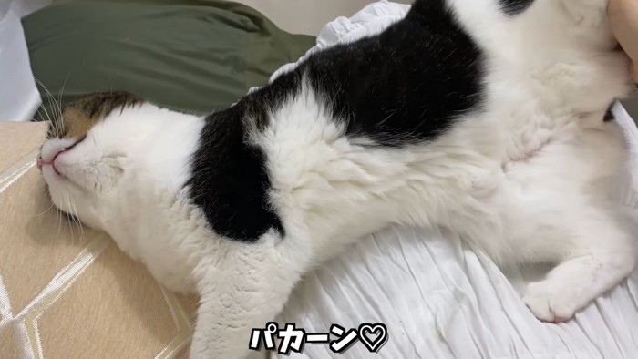 仰向けになる猫