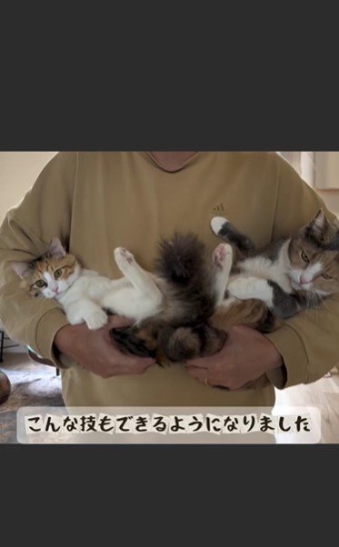 人に抱かれている2匹の猫