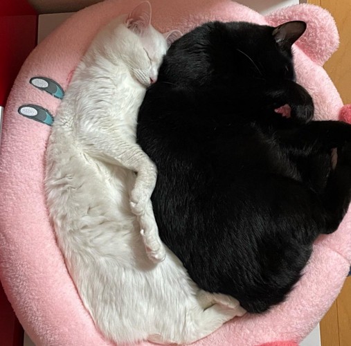 一緒に眠る2匹の猫