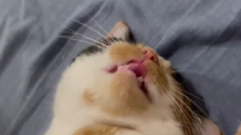 寝ている猫