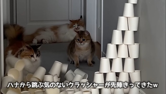 固まるこたつくん