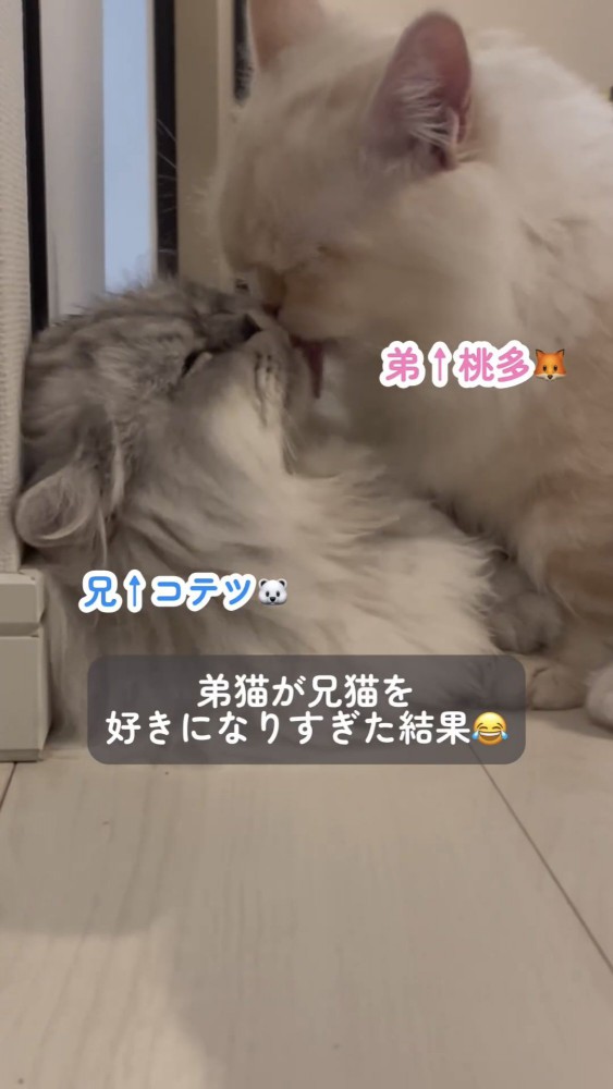 じゃれ合う2匹の猫