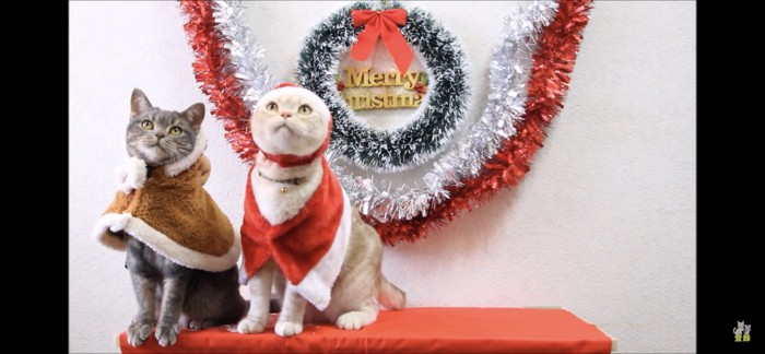 クリスマスのコスプレした猫