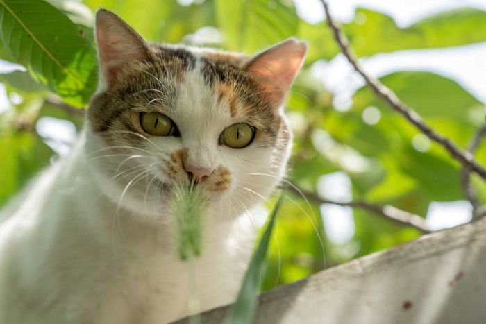 猫じゃらしと野良猫