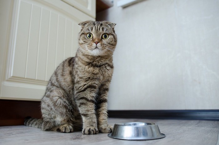 フードボウルの横に座る猫