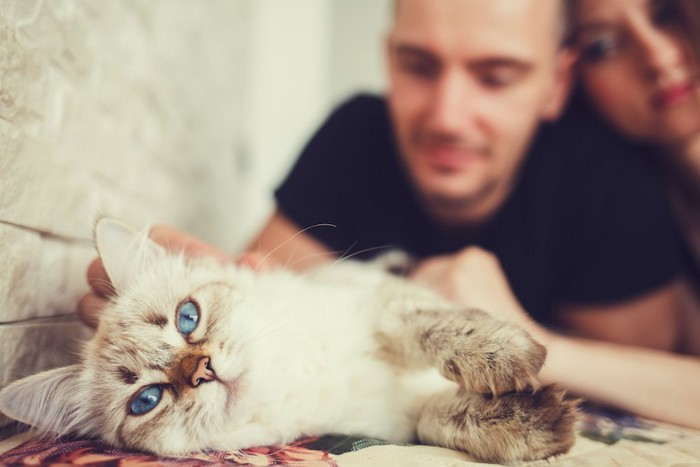 カップルに可愛がられている猫