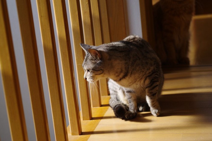 格子をのぞく猫