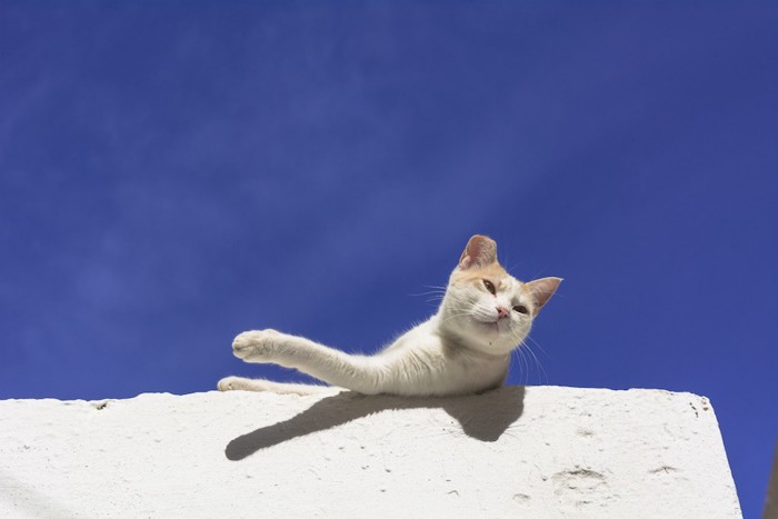 青空と港の猫