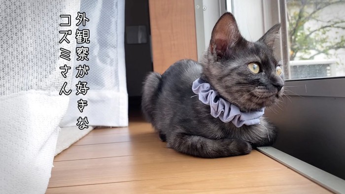 窓際に座る子猫