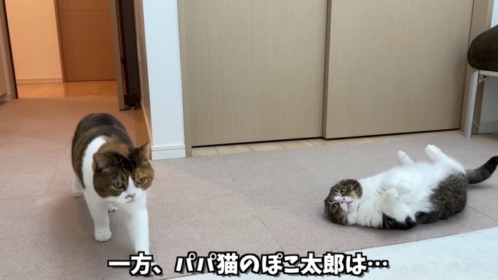 へそ天の猫