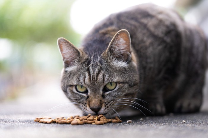 餌を食べる野良猫