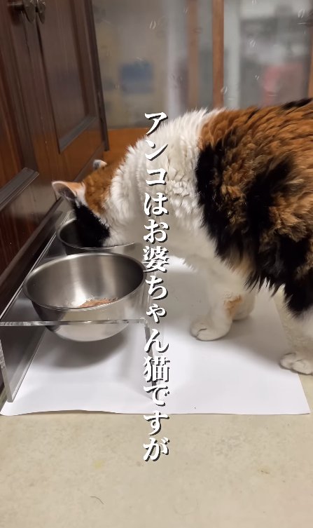ご飯を食べている猫