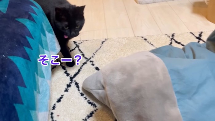 コタツ布団を見る猫