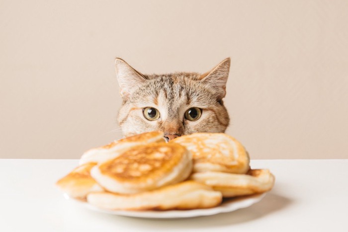 ホットケーキに興味を持つ猫