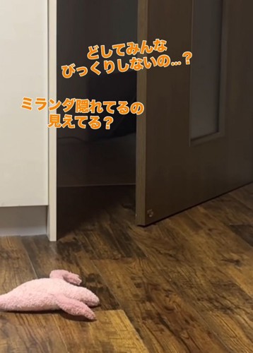 ドアの向こうを歩き回る三毛猫