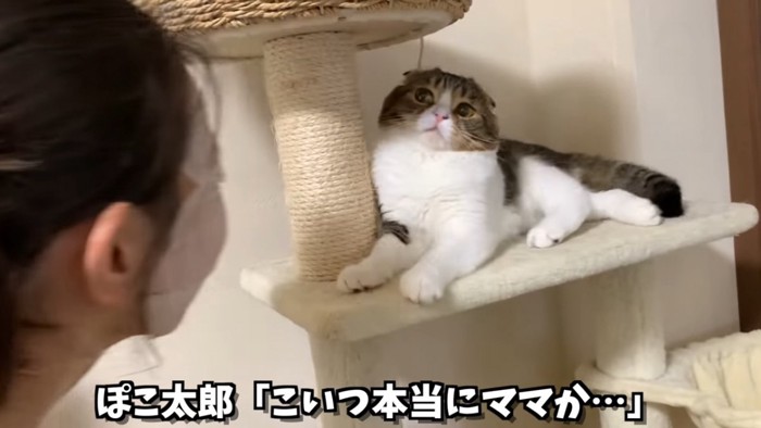 後ろに下がろうとする猫