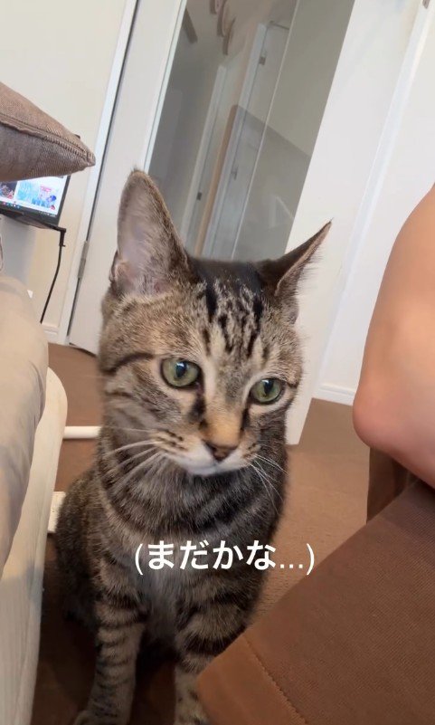 人の横に座っている猫