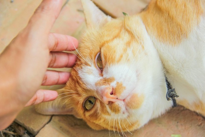 頭をなでられ気持ちよさそうな猫