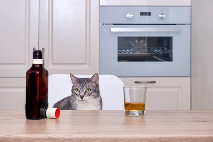 テーブルに置かれたアルコールのボトルを見つめる猫