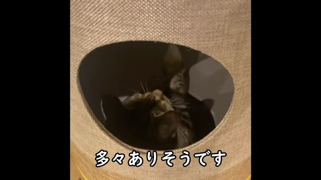 ネコネコ展望台で遊ぶらいあちゃん