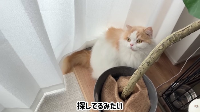 テロップ「探してるみたい」