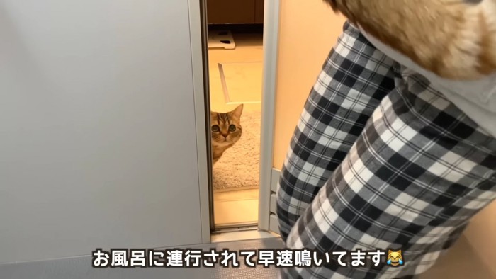 お風呂をのぞいている猫