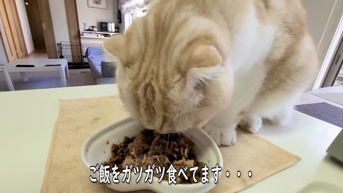 ごはんを食べる猫