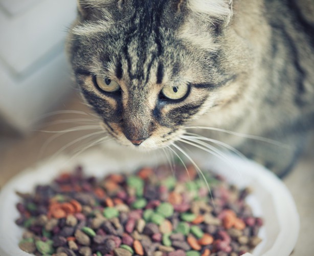 餌を食べる猫