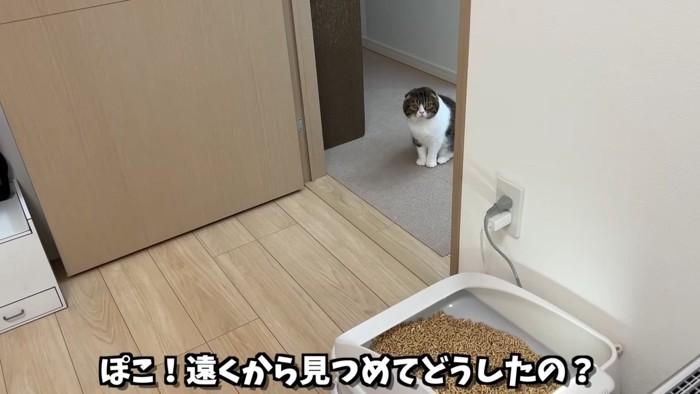 おすわりして部屋の中を見ている猫