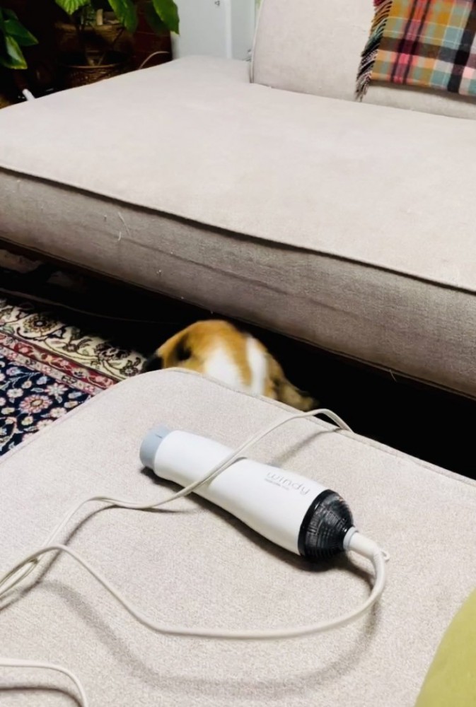 ドライヤーのコンセントが動いたのに驚いてバランスを崩す三毛猫