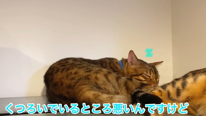 寝る猫