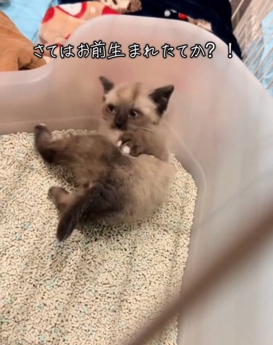 寝返りを打つ子猫