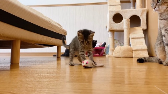 ネズミのおもちゃで遊ぶ子猫