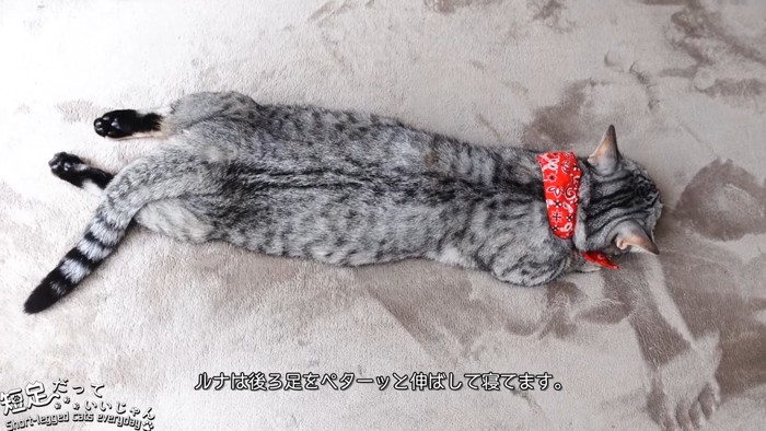 後ろ足を伸ばして寝る猫