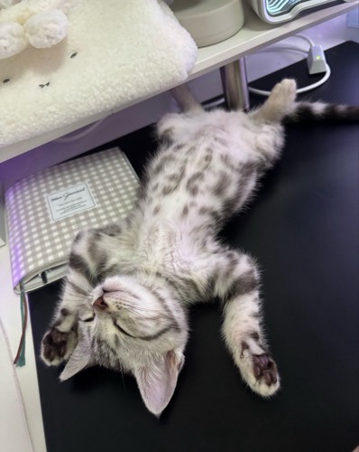 仰向けになって眠る子猫