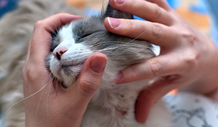 皮膚が荒れている猫