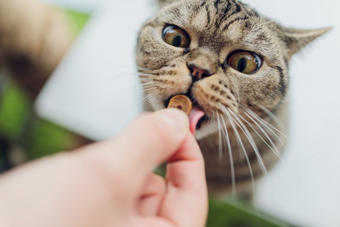 フードをもらう猫
